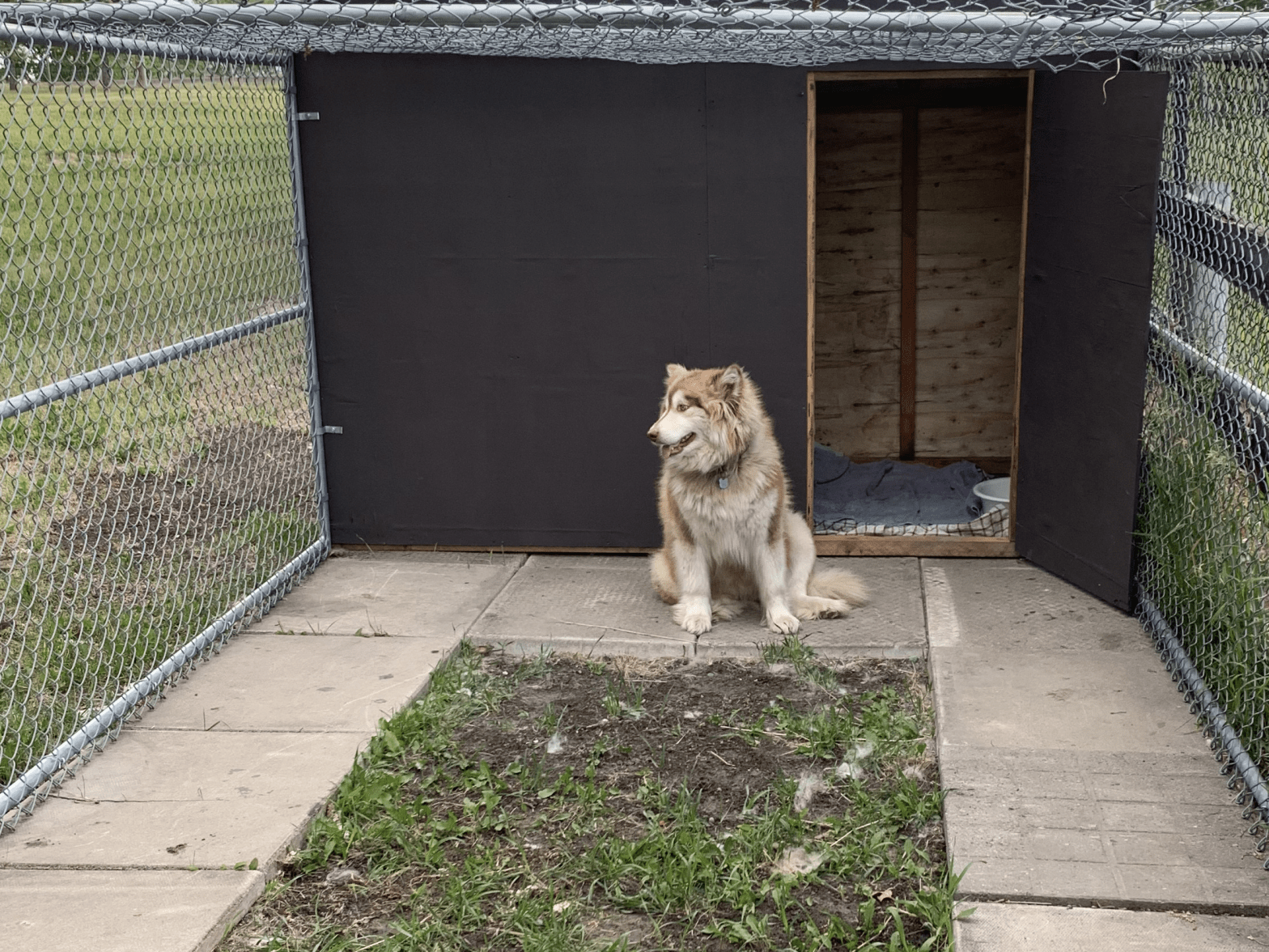 New Litter Incoming!