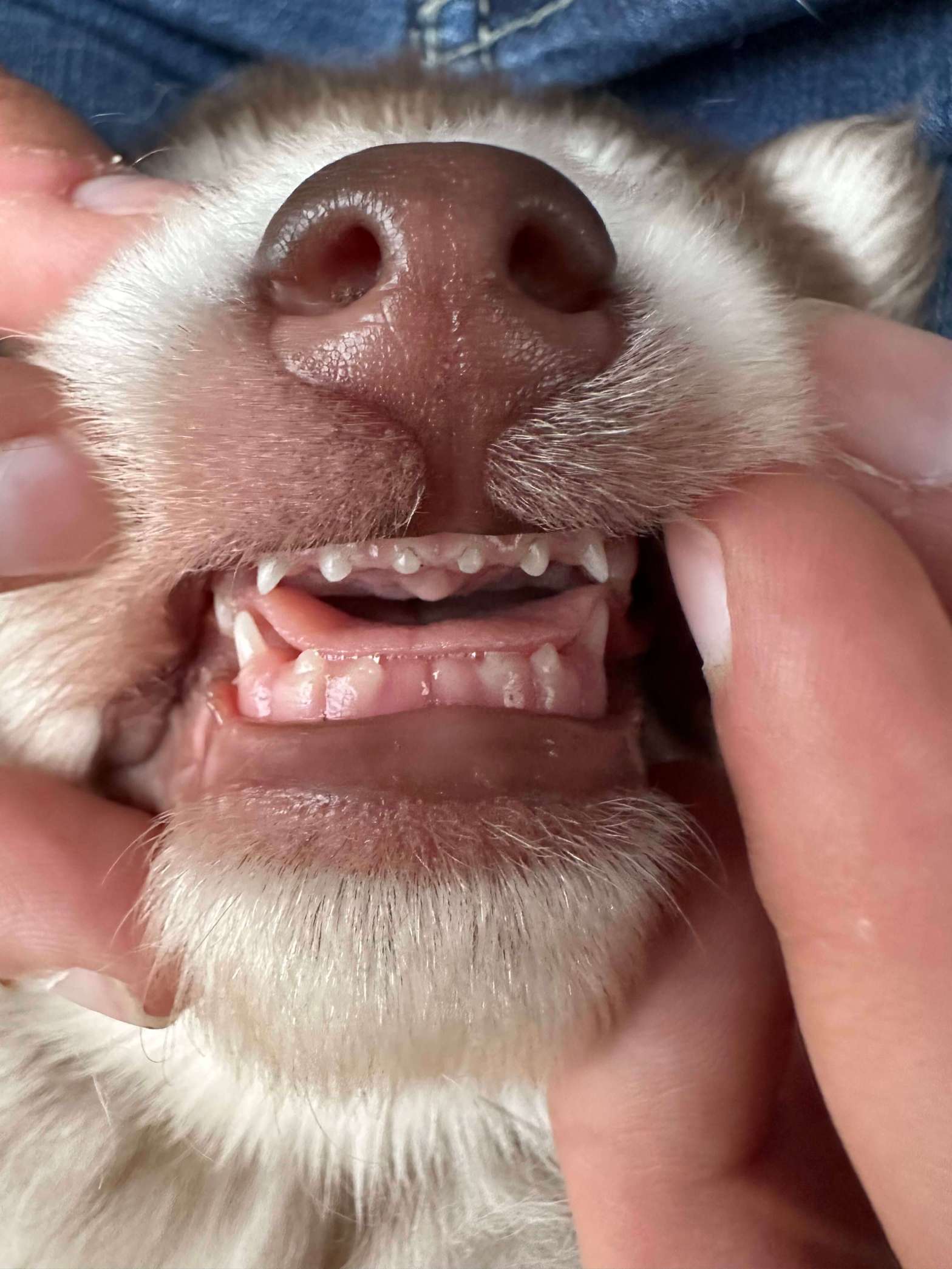 Puppy Teeth! (4 Weeks&nbsp;Old)