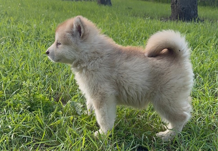 5.5 Week Puppy Update – New Photos and Only 2 Still&nbsp;Available!