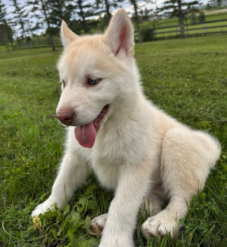 7-Week Puppy Update – Almost Home&nbsp;Time!