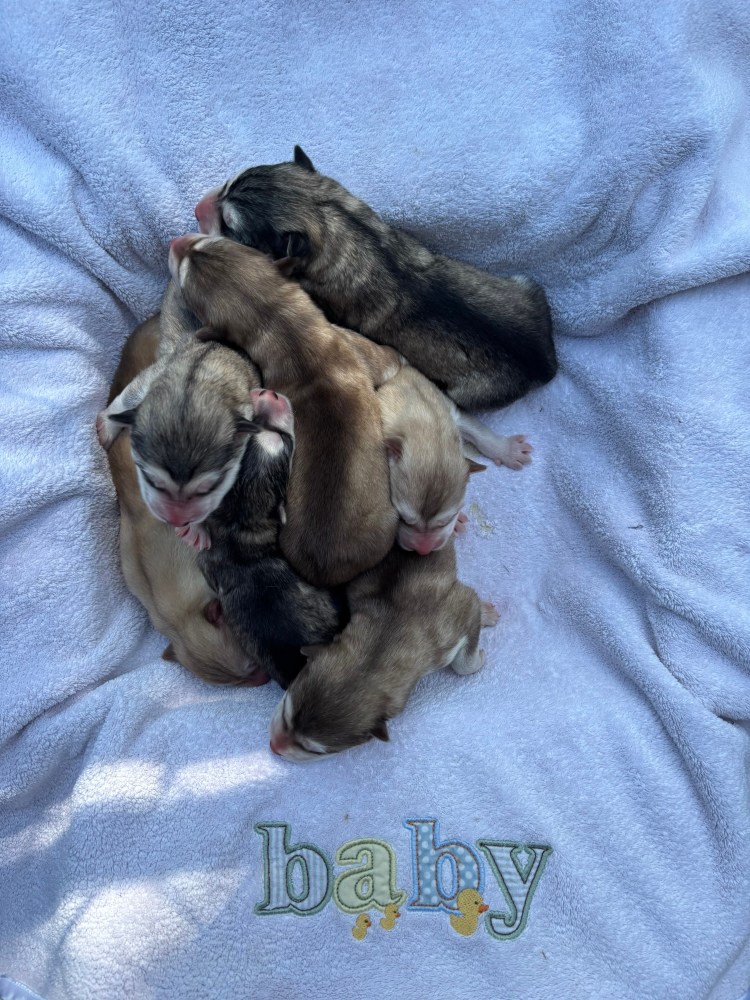 🐾 They’re here!&nbsp;🐾