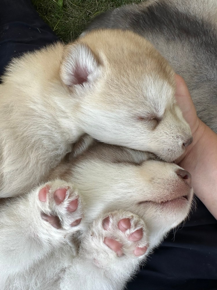 3.5 Weeks Old—and Selection Is Coming&nbsp;Soon!