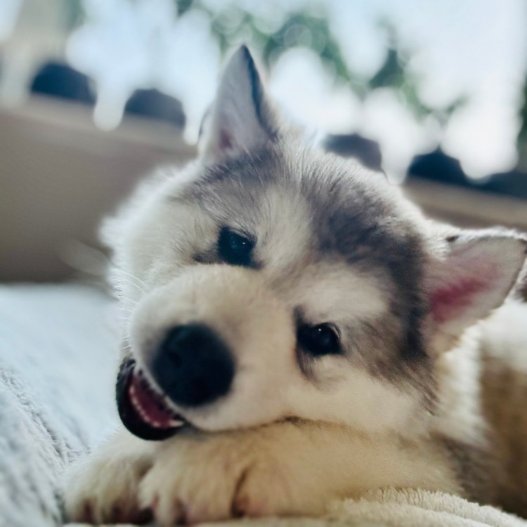 New Adventures & One Special Puppy Still Waiting for Her&nbsp;Family