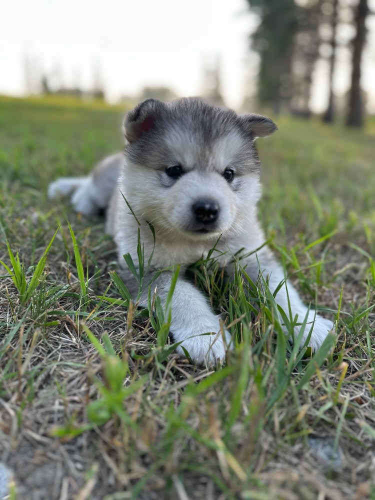 Five Weeks Old – Full of&nbsp;Energy