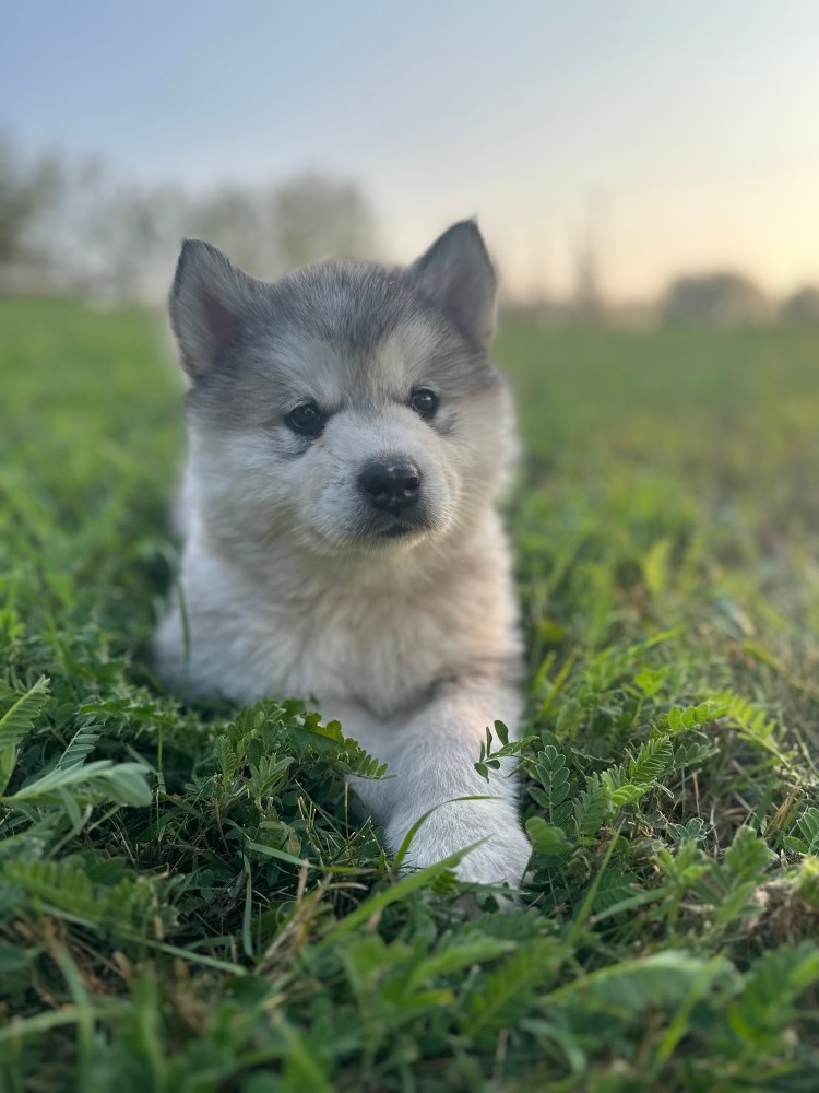 6 Weeks Old – Big Personalities and 2 Puppies Now&nbsp;Available!